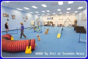 Arizona sports dog training